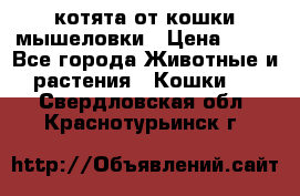 котята от кошки мышеловки › Цена ­ 10 - Все города Животные и растения » Кошки   . Свердловская обл.,Краснотурьинск г.